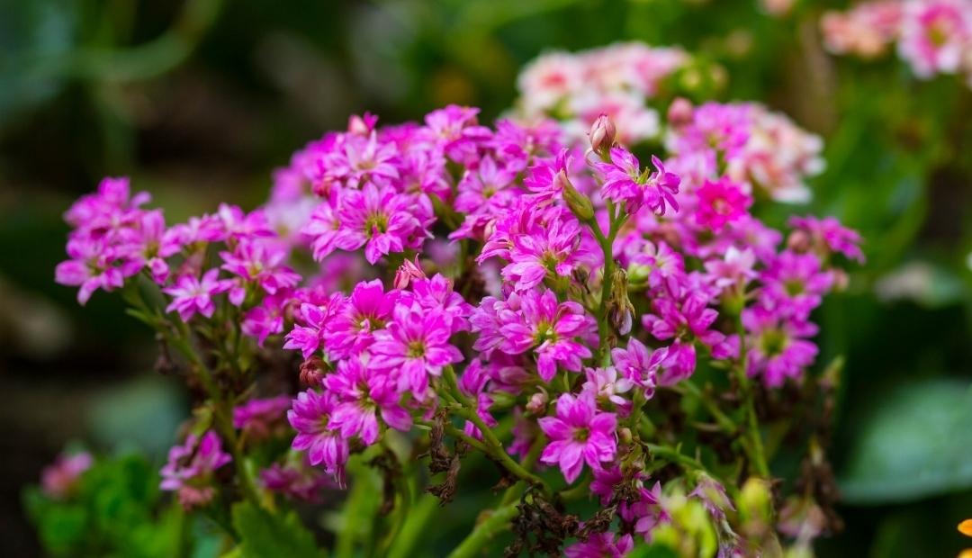 Image for 5 Flowers You Can Grow To Brighten Up Your Apartment Home